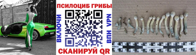 blacksprut зеркало  Весьегонск  Галлюциногенные грибы мицелий 